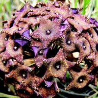 ɡˮţ Desmidorchis umbellata