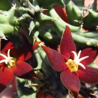 Huerniopsis atrosanguinea