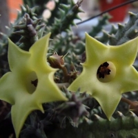 Huernia bayeri