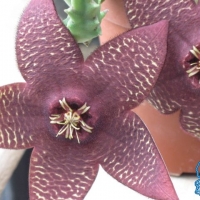 ҹϬ Stapelia berlindensis