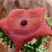 Luckhoffia beukmanii