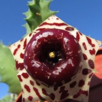 Huernia plowesii