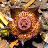 ҫ��ţ�� Duvalia polita