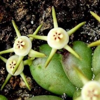 �׼���ţ�� Duvalia parviflora