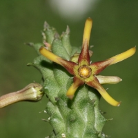 Echidnopsis montana