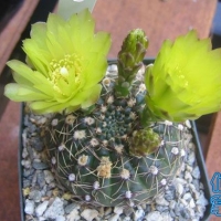  Gymnocalycium netrelianum