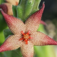 Stapelia acuminata
