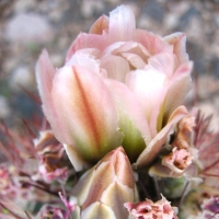Ӣ Echinomastus johnsonii