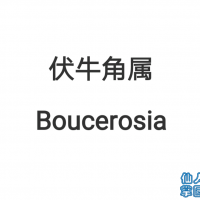 ţ Boucerosia