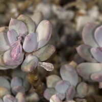 ���Ｇ Pachyphytum glutinicaule