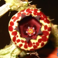 Stapelianthus insignis