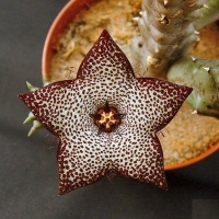 Tridentea jucunda