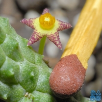 Notechidnopsis tessellata