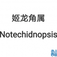  Notechidnopsis