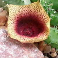Tavaresia meintjesii