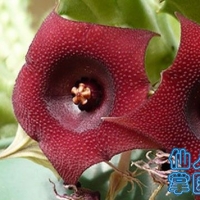  Huernia schneideriana