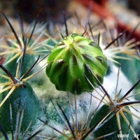 ������ Coryphantha borwigii