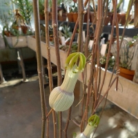 ƿƻ Ceropegia ampliata