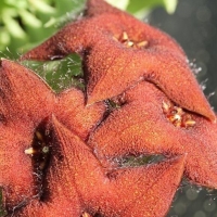  Orbea melanantha