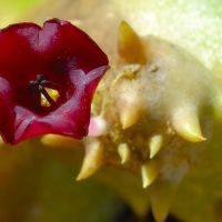 Stapeliopsis pillansii