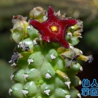 Echidnopsis bihenduhensis