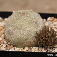 ������Pseudolithos cubiformis