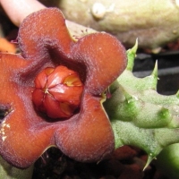 ĸν Huerniopsis decipiens