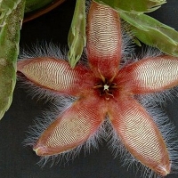  Stapelia gettliffei