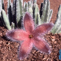 Ϭ Stapelia grandiflora