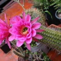 Echinopsis ritteri