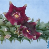 Echidnopsis repens