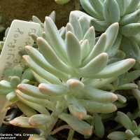 ��Ҷ���� Pachyphytum longifolium