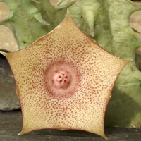 ���� Huernia marnieriana