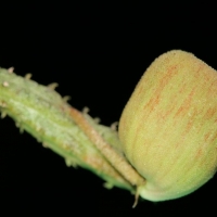 ƻ����ˏ Pseudopectinaria malum