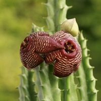 ʽ Stapelia deflexa