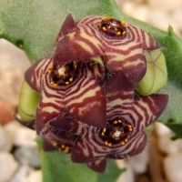ţ Apteranthes europaea