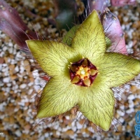 Desmidorchis indica
