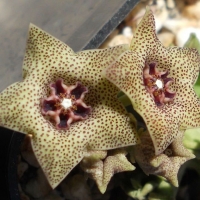 ˮţ Monolluma hexagona