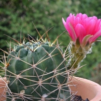 Echinopsis rossii