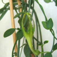 ɴ Ceropegia zeyheri