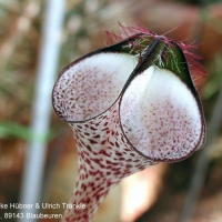 Ѫɰ Ceropegia albisepta