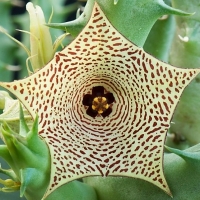 Huernia mccoyi