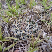  Mammillaria weingartiana