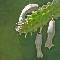 Echidnopsis mijerteina