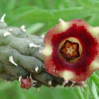 Echidnopsis ciliata