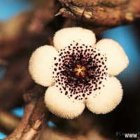 ɳˏ Stapelianthus arenarius