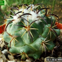 �ֶ� Coryphantha tripugionacantha