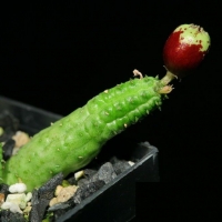  Echidnopsis fartaqensis