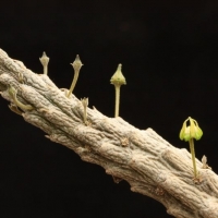 Rhytidocaulon mccoyi