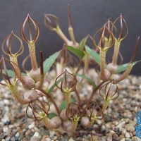 ˿и Ceropegia conrathii